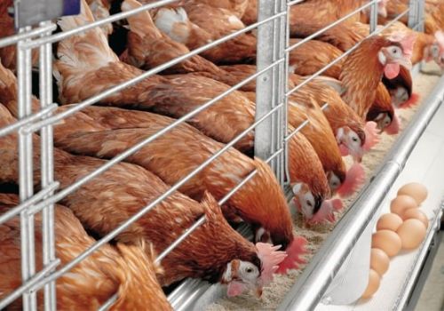5 CÁCH KÍCH THÍCH GÀ ĐẺ NHIỀU TRỨNG