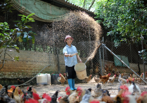 NUÔI GÀ BẰNG THẢO DƯỢC THU LỢI HƠN NỬA TỶ ĐỒNG MỖI NĂM