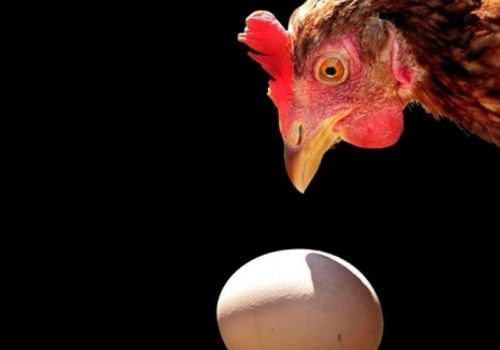 7 yếu tố quan trọng trong chăn nuôi gia cầm cần được quan tâm, nhằm giảm thiểu chi phí kháng sinh hiệu quả