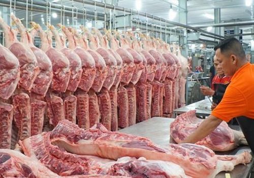 GIÁ HEO HƠI HỢP LÝ HAY CHƯA?