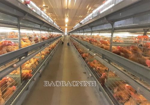 BẮC NINH- LINH HOẠT CÁC GIẢI PHÁP CHĂN NUÔI KHOA HỌC