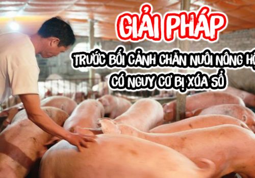 Giải pháp nào trước bối cảnh chăn nuôi nông hộ trước nguy cơ bị “xóa sổ”?