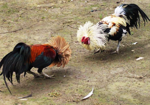 3 nguyên nhân khiến gà cắn mổ nhau