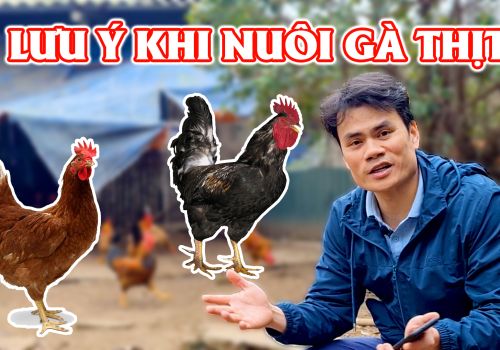 MỘT SỐ LƯU Ý KHI NUÔI GÀ THỊT