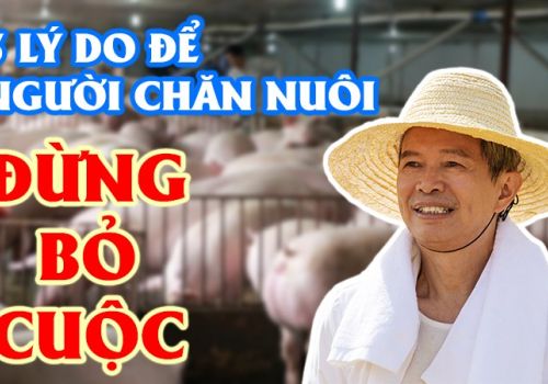 3 LÝ DO NGƯỜI CHĂN NUÔI ĐỪNG BỎ CUỘC 