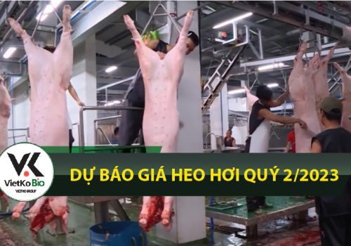 Dự báo giá heo hơi quý 2.2023
