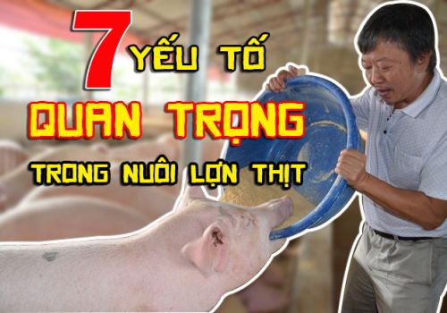 7 YẾU TỐ QUAN TRỌNG TRONG NUÔI LỢN THỊT