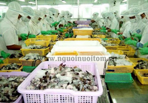 Xuất khẩu tôm sú sang Anh tăng gấp 6 lần