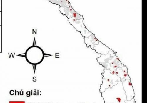 Từ đầu năm tới nay, Dịch tả lợn châu Phi bùng phát tại 53 tỉnh, thành
