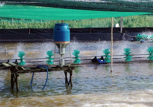 Tính toán và sử dụng thức ăn cho tôm