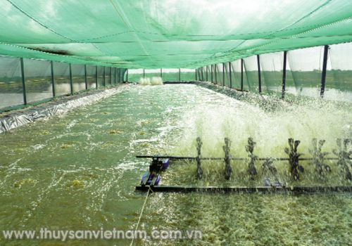 Thận trọng nuôi tôm mùa nóng
