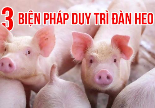 3 BIỆN PHÁP DUY TRÌ ĐÀN HEO KHI CHĂN NUÔI KHÓ KHĂN