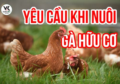 2 YÊU CẦU BẮT BUỘC PHẢI ĐẢM BẢO KHI CHĂN NUÔI GÀ HỮU CƠ