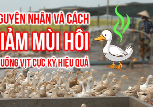 NGUYÊN NHÂN VÀ CÁCH GIẢM MÙI HÔI CHUỒNG VỊT CỰC KỲ HIỆU QUẢ 