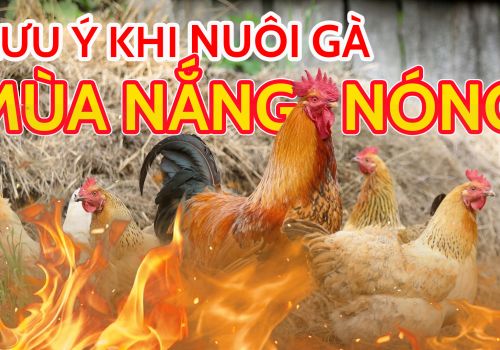 NHỮNG LƯU Ý KHI NUÔI GÀ MÙA NÓNG