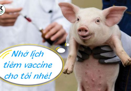 LỊCH TIÊM VACCINE CHO HEO CON ĐẢM BẢO AN TOÀN HIỆU QUẢ