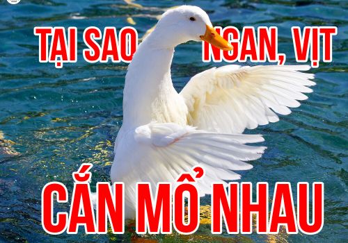 Tại sao ngan, vịt có hiện tượng mổ cắn nhau