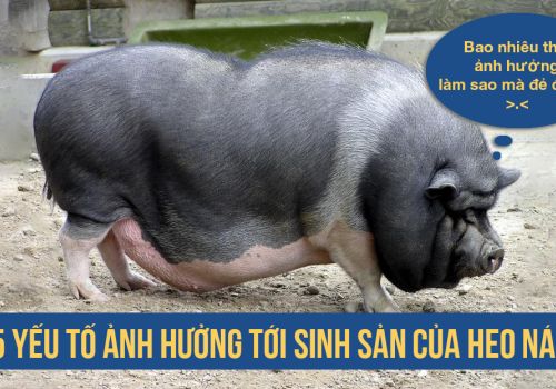 5 YẾU TỐ ẢNH HƯỞNG TỚI NĂNG SUẤT SINH SẢN CỦA HEO NÁI