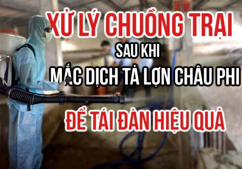 Giải pháp xử lý chuồng trại sau khi mắc dịch tả lợn châu phi để tái đàn hiệu quả