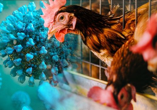 Đã tìm ra 'chìa khóa' gien ngăn virus cúm gia cầm lây sang người