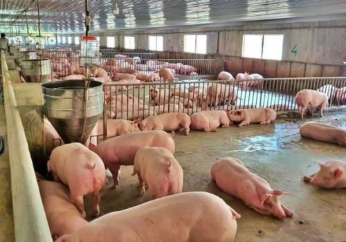 Giá heo hơi tăng cao, vì sao người chăn nuôi vẫn khó tái đàn?