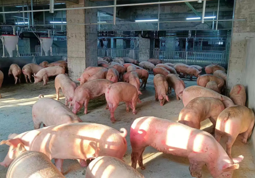 Tăng giá chưa lâu nhưng heo hơi trong nước gặp phải thách thức từ heo nhập giá rẻ