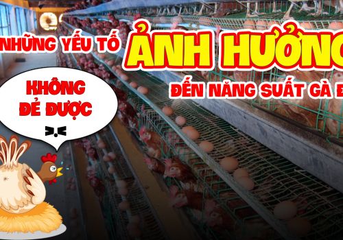 NHỮNG YẾU TỐ KHIẾN MÔ HÌNH NUÔI GÀ ĐẺ KHÔNG HIỆU QUẢ
