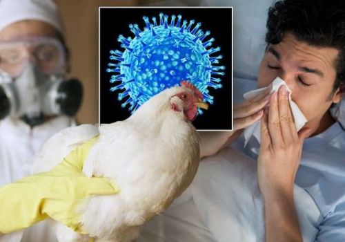 WHO cảnh báo nguy cơ lây nhiễm cúm gia cầm ở người