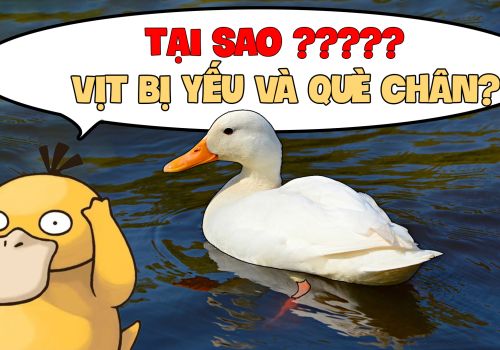 Vịt bị yếu và què chân nguyên nhân do đâu?
