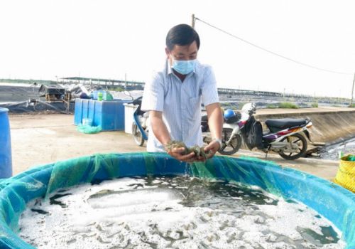 Để vụ tôm nuôi nước lợ thành công cần kết hợp nhiều yếu tố