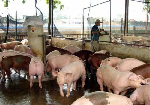 Nguồn cung dồi dào, giá lợn hơi giảm