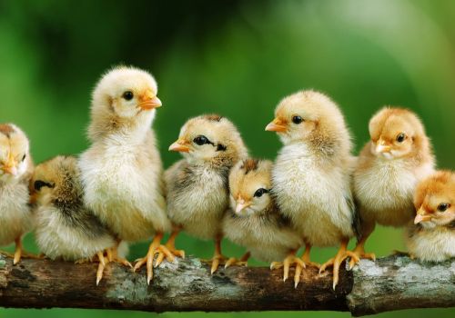 Thức ăn tiền khởi động trong chăn nuôi gà thịt không có kháng sinh