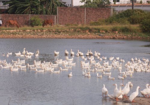 Cúm gia cầm A/H5N8 lần đầu xuất hiện ở Quảng Trị