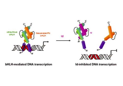 Bột protein vi khuẩn thay thế bột cá