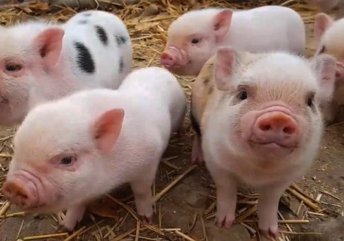 Cải thiện khả năng miễn dịch cho heo con