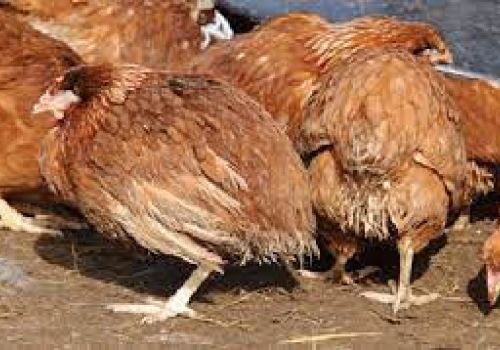 Bệnh cầu trùng trên gà (Coccidiosis)