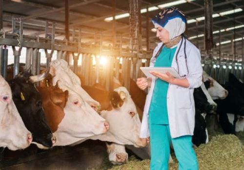 Chăn nuôi an toàn sinh học: Mở lối thành công