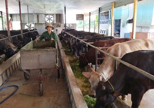 Hà Nội: Đẩy mạnh chăn nuôi bò thịt thương phẩm