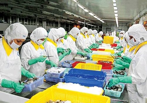 Tôm xuất khẩu tìm cách giữ vững lợi thế cạnh tranh