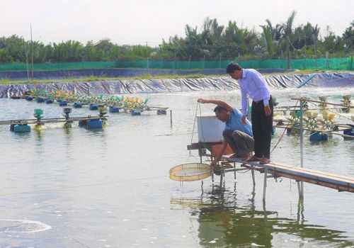 Chủ động phòng, chống dịch bệnh trên tôm