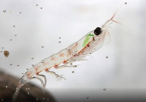 Bột krill kích thích tôm tăng trưởng