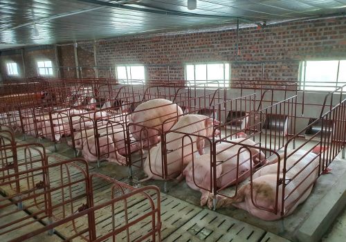 Đến thăm và làm việc với trang trại anh Long ở Lương Tài, Bắc Ninh