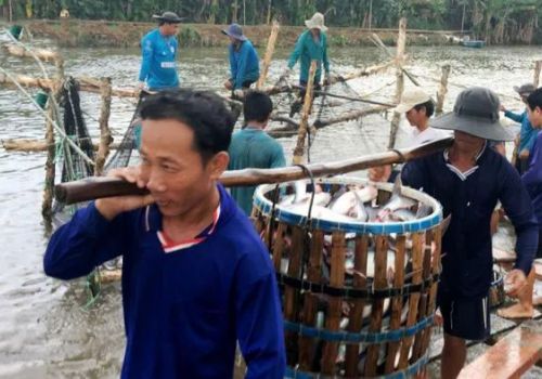 Giá cá tra tăng cao, nhưng người nuôi có thể đối mặt với rủi ro lớn