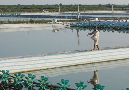 Dinh dưỡng cho ao nuôi mật độ cao