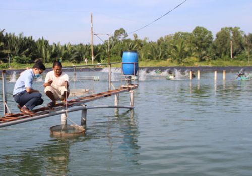Chi phí đầu vào tăng cao, người nuôi tôm gặp khó