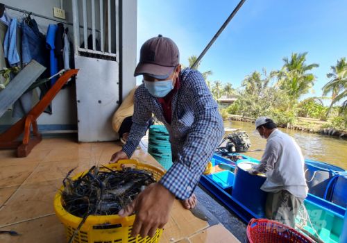 Hiệu quả mô hình nuôi tôm càng xanh xen canh ruộng lúa theo tiêu chuẩn VietGap