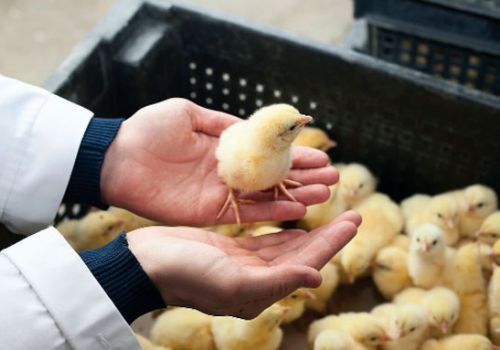 QUY ĐỊNH XỬ PHẠT VỀ VI PHẠM GIỐNG VẬT NUÔI