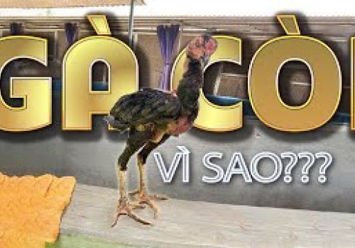 Gà còi cọc, chậm lớn, nguyên nhân là gì?