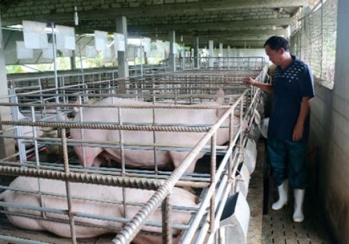 Kỹ thuật nuôi heo nái