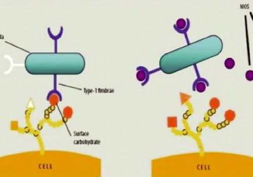 B-glucans Hỗ trợ miễn dịch và kiểm soát tỷ lệ tử vong